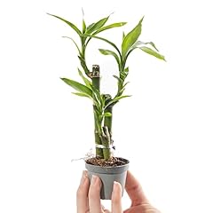 Baby lucky bamboo for sale  Delivered anywhere in UK