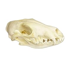 Taxidermy real animals for sale  Delivered anywhere in USA 