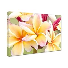 Lamarts hawaiian frangipani for sale  Delivered anywhere in USA 