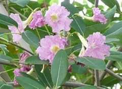 Pink trumpet tree. for sale  Delivered anywhere in USA 