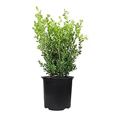 Buxus japonica plant for sale  Delivered anywhere in USA 