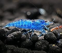 Aquatics blue diamond for sale  Delivered anywhere in UK
