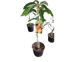 Generic exotic plantss for sale  Delivered anywhere in USA 