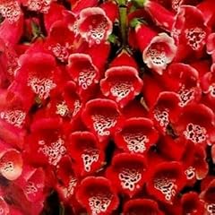 Buy4seeds 300 seeds for sale  Delivered anywhere in UK