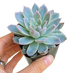 Echeveria violet queen for sale  Delivered anywhere in USA 