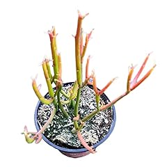 Foliagems live succulent for sale  Delivered anywhere in USA 