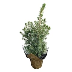 Live alberta spruce for sale  Delivered anywhere in USA 