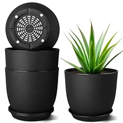 Moneysdodo inch plant for sale  Delivered anywhere in USA 