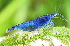 Garnelen garnelio blue usato  Spedito ovunque in Italia 