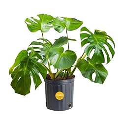 Costa farms monstera for sale  Delivered anywhere in USA 