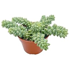 Donkey tails rare for sale  Delivered anywhere in USA 