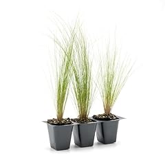 Mexican feather grass for sale  Delivered anywhere in USA 
