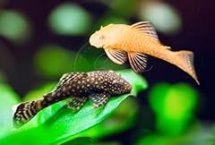 Swimming creatures bristlenose for sale  Delivered anywhere in USA 