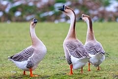 Fertile jumbo goose for sale  Delivered anywhere in USA 