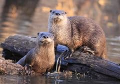 Conversationprints otter famil for sale  Delivered anywhere in USA 