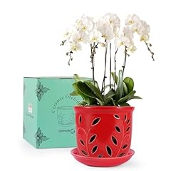 Genntale orchid pot for sale  Delivered anywhere in USA 