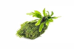 Substratesource live aquarium for sale  Delivered anywhere in USA 