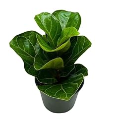 Bubbleblooms fiddle leaf for sale  Delivered anywhere in USA 