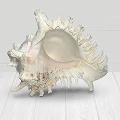 Murex shell sea for sale  Delivered anywhere in USA 