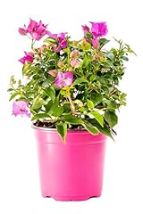 Bonplants bougainvillea glabra usato  Spedito ovunque in Italia 