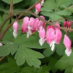 Frange bleeding heart usato  Spedito ovunque in Italia 