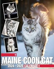 Maine coon cat for sale  Delivered anywhere in Ireland