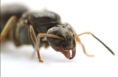 Best ants lasius for sale  Delivered anywhere in UK