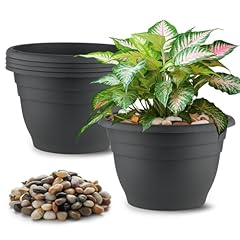 Lbs rocks plants for sale  Delivered anywhere in USA 