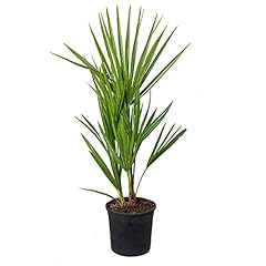 Bloomique chamaerops humilis usato  Spedito ovunque in Italia 
