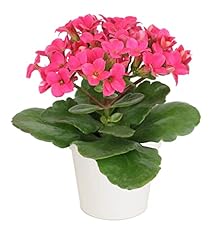 Kalanchoe plant succulents for sale  Delivered anywhere in USA 