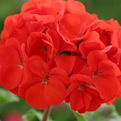 Perfect plants geranium for sale  Delivered anywhere in UK