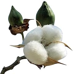 Cotton plant seeds for sale  Delivered anywhere in USA 