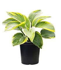 Hosta frances williams for sale  Delivered anywhere in USA 