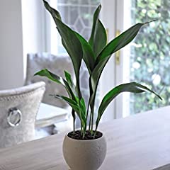Suttons aspidistra elatior for sale  Delivered anywhere in Ireland
