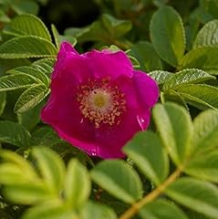 Wildrose rosa rugosa gebraucht kaufen  Wird an jeden Ort in Deutschland