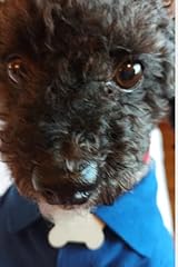 Parti poodle prince for sale  Delivered anywhere in UK