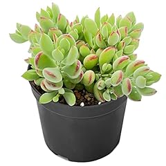 Cotyledon pendens live for sale  Delivered anywhere in USA 