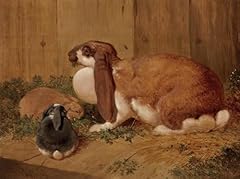 Lop eared doe for sale  Delivered anywhere in USA 