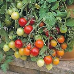 Tomato tumbler seeds for sale  Delivered anywhere in UK