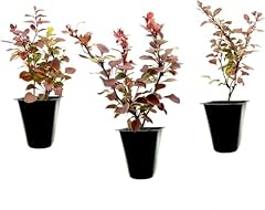 Barberry rosy glow for sale  Delivered anywhere in USA 