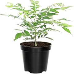 Murraya koenigii curry for sale  Delivered anywhere in USA 