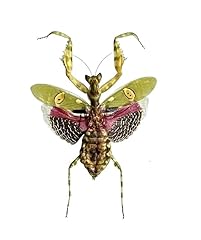 Real praying mantis for sale  Delivered anywhere in USA 
