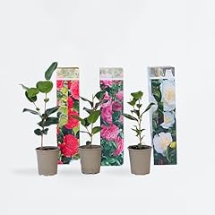 Plant box camellia usato  Spedito ovunque in Italia 