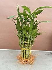 Live two tier for sale  Delivered anywhere in USA 