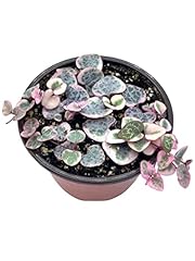 Live succulent variegated for sale  Delivered anywhere in USA 