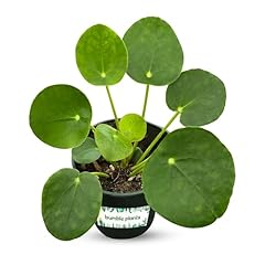 Pilea peperomioides easy for sale  Delivered anywhere in USA 