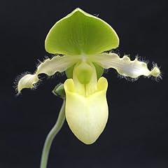 Paphiopedilum avalon mist for sale  Delivered anywhere in USA 