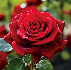 80pieces red rose for sale  Delivered anywhere in UK