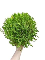 Sedum acre borracina usato  Spedito ovunque in Italia 