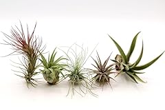 Air plant combo for sale  Delivered anywhere in USA 